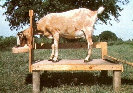 
A milking stand enables you to hold your goat still during milking, trimming, etc.

